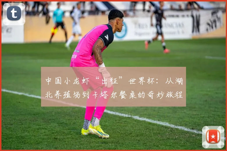 中国小龙虾“出征”世界杯：从湖北养殖场到卡塔尔餐桌的奇妙旅程